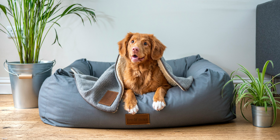 Dog at home in dog bed with blanket
