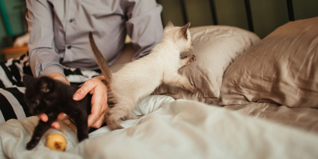 Person playing with kittens on bed